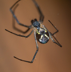 Neriene radiata