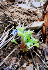 Artemisia vulgaris kamtschatica
