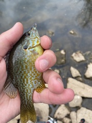 Lepomis gibbosus × cyanellus
