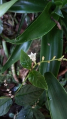 Spigelia humboldtiana
