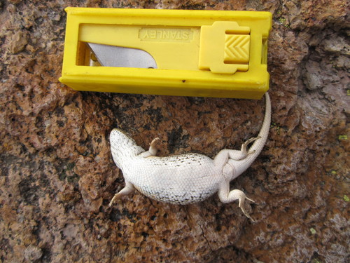Goldman's Bunchgrass Lizard