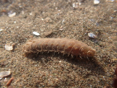 Lepidonotus squamatus