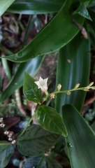 Spigelia humboldtiana