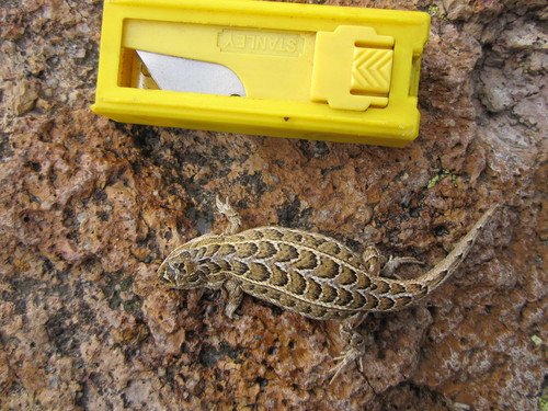 Goldman's Bunchgrass Lizard