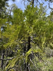 Calocedrus