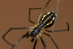 Neriene radiata
