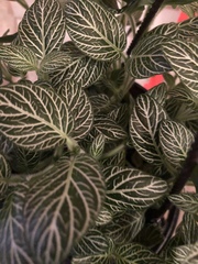 Fittonia
