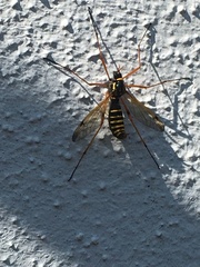 Ctenophora flaveolata