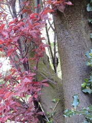 Prunus cerasifera pissardii