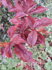 Prunus cerasifera pissardii