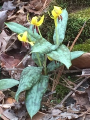 Erythronium umbilicatum