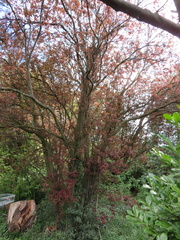 Prunus cerasifera pissardii