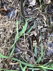 Thamnophis sirtalis