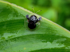 Plagiometriona clarki