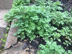Alchemilla australis