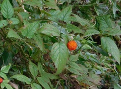 Rubus sumatranus