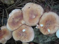 Lentinula raphanica