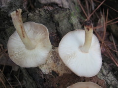 Lentinula raphanica