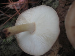 Lentinula raphanica