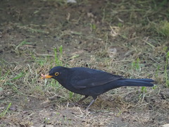 Turdus merula