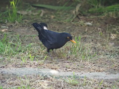 Turdus merula