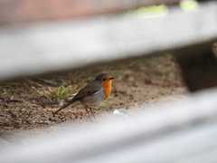 Erithacus rubecula