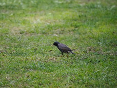 Sturnus vulgaris