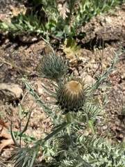 Cirsium cymosum