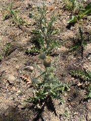 Cirsium cymosum