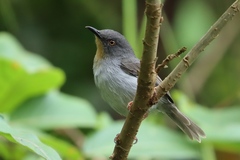 Apalis sharpii