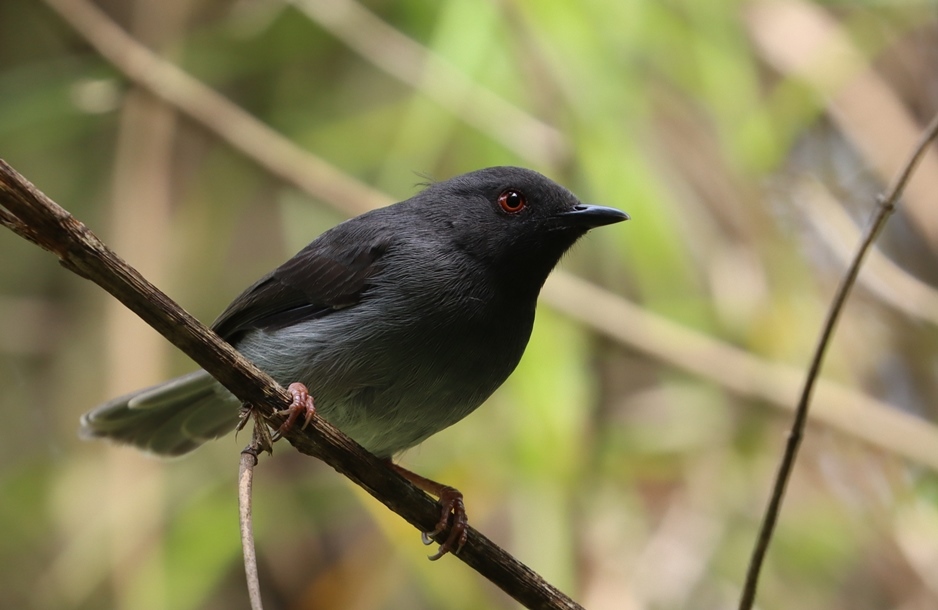 Sharpe's Apalis illustration