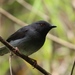 Sharpe's Apalis - Photo (c) mlanguy, some rights reserved (CC BY-NC), uploaded by mlanguy