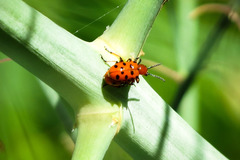 Crioceris duodecimpunctata