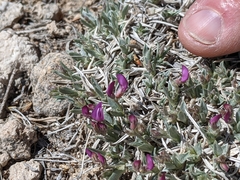 Astragalus spatulatus