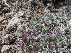 Astragalus spatulatus