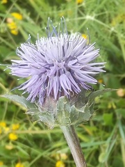 Carthamus caeruleus