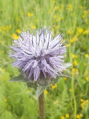 Carthamus caeruleus