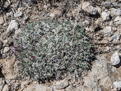 Astragalus spatulatus