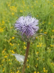 Carthamus caeruleus
