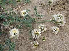 Astragalus olchonensis