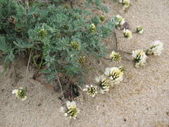 Astragalus olchonensis