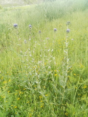 Carthamus caeruleus