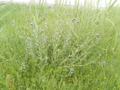 Carthamus caeruleus