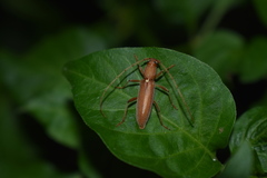 Achryson immaculipenne