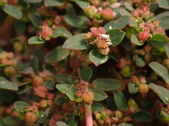 Euphorbia blodgettii