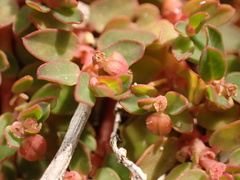 Euphorbia blodgettii