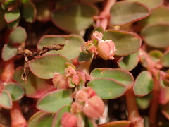 Euphorbia blodgettii