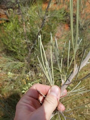 Grevillea eriostachya