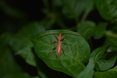 Achryson immaculipenne