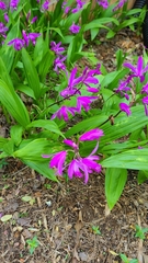 Bletilla